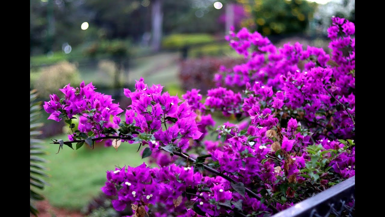 How to increase flowering in Bougainvillea