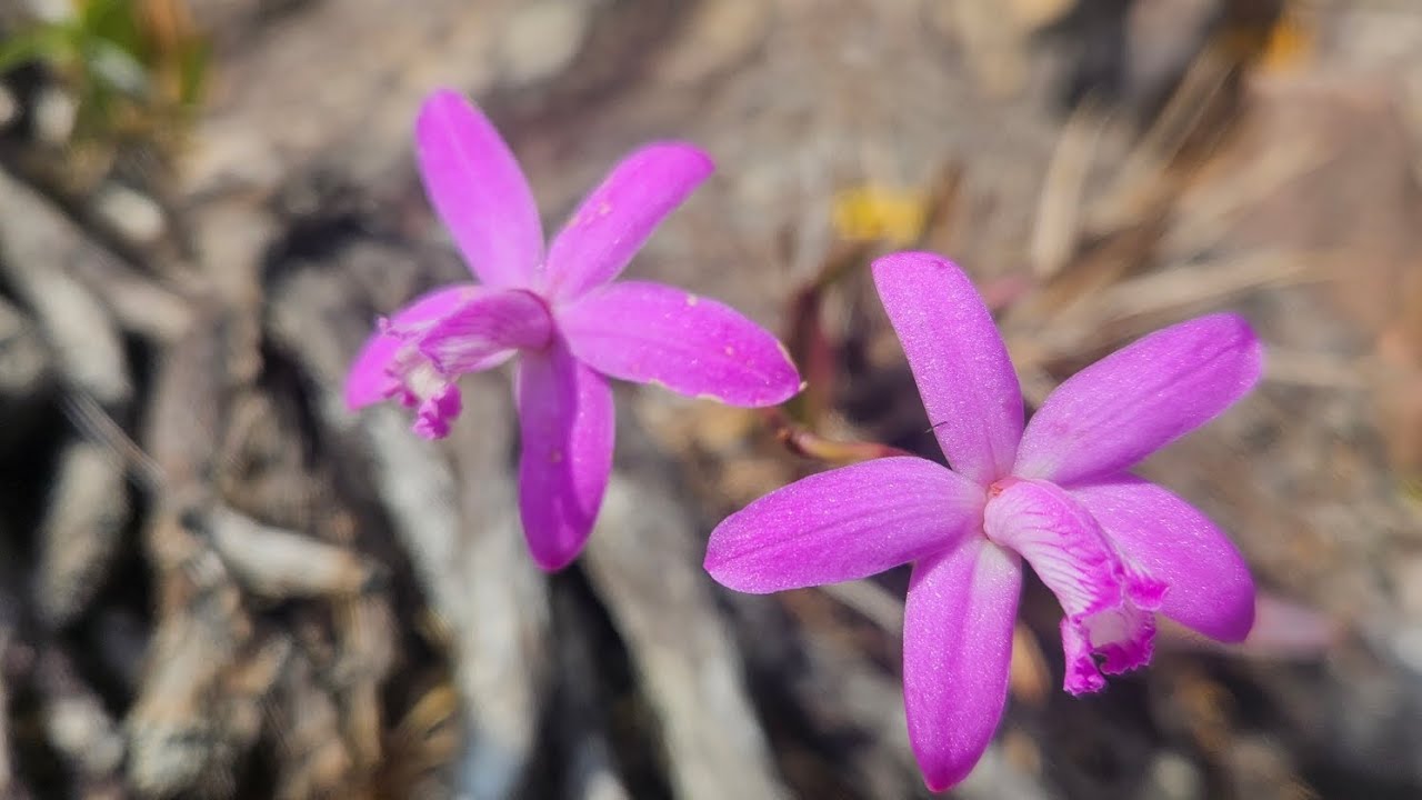 Cattleya tereticaulis e muito mais 🥰 #natureza #orquidias #plantas #flores #vidanaroça 