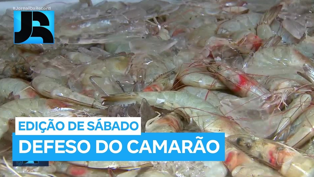 Defeso do camarão mobiliza pescadores para limpar o mar e preservar espécies