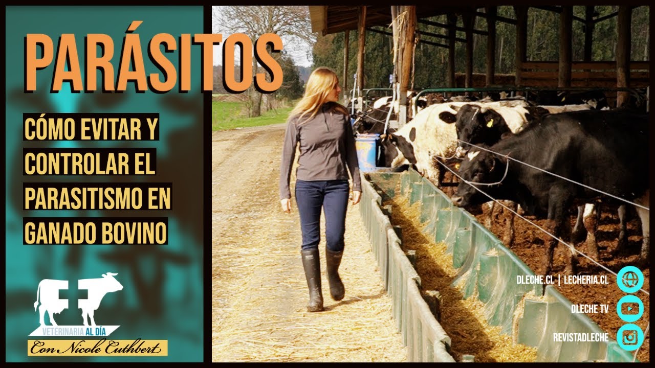 Cómo evitar y controlar los parásitos en ganado bovino | Veterinaria Al Día
