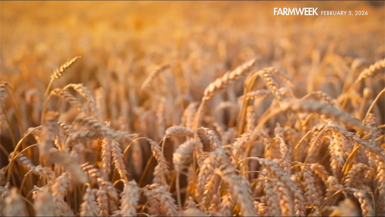 Farmweek | What Is? Wheat | February 5, 2026