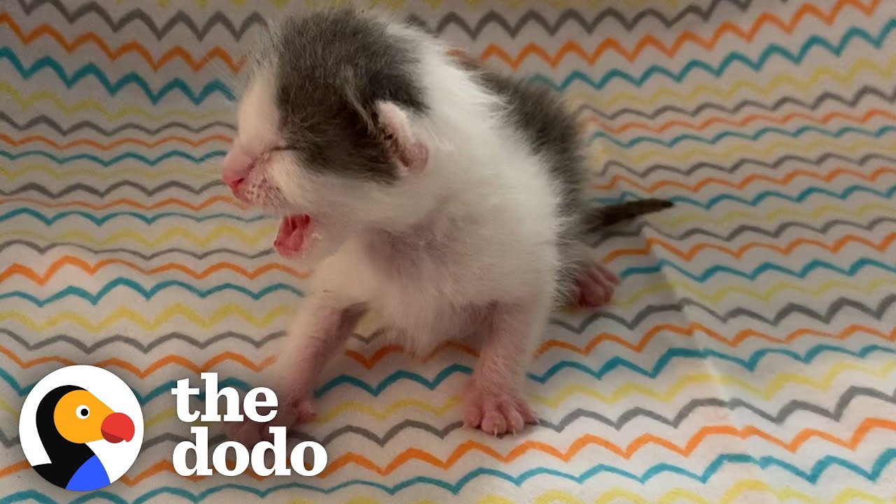 Twin Kittens Can't Go A Minute Without Each Other | The Dodo Little But Fierce