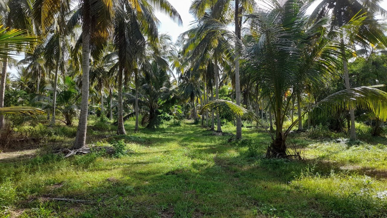 අක්කර 5ක පොල් ඉඩමක් ඉක්මනින් විකිණීමට ඇත.5 Acres Coconut Land For Sale In Rasnayakapura,Nikawaratiya