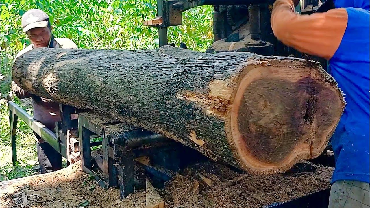 Teknik Dasar‼️ Merajang Kayu Jati Tua-Gergaji mesin Bandsaw Rakitan 