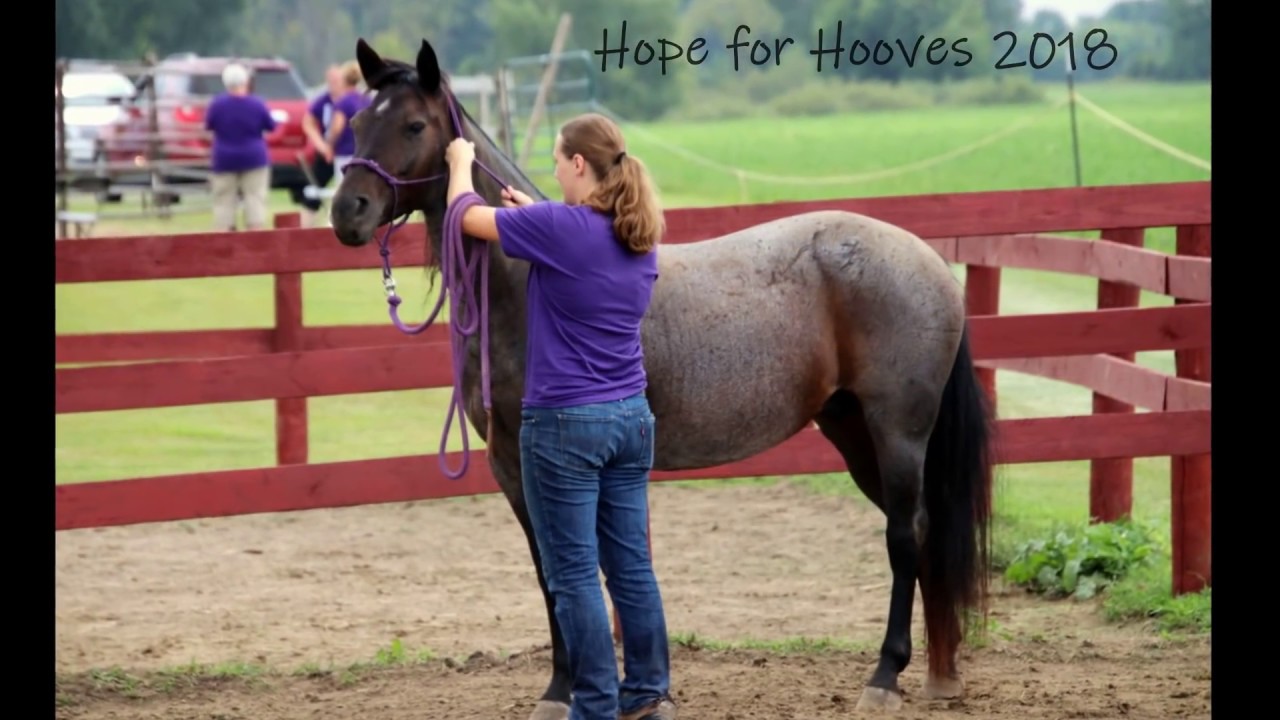 A Rescue Horse Story - Sally