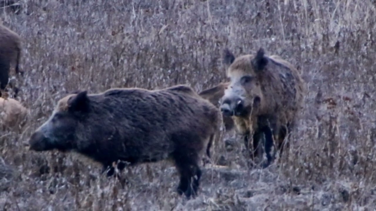 Dev Azılı Yaban Domuzu..#wildboar,#belgesel,#yabandomuzu,