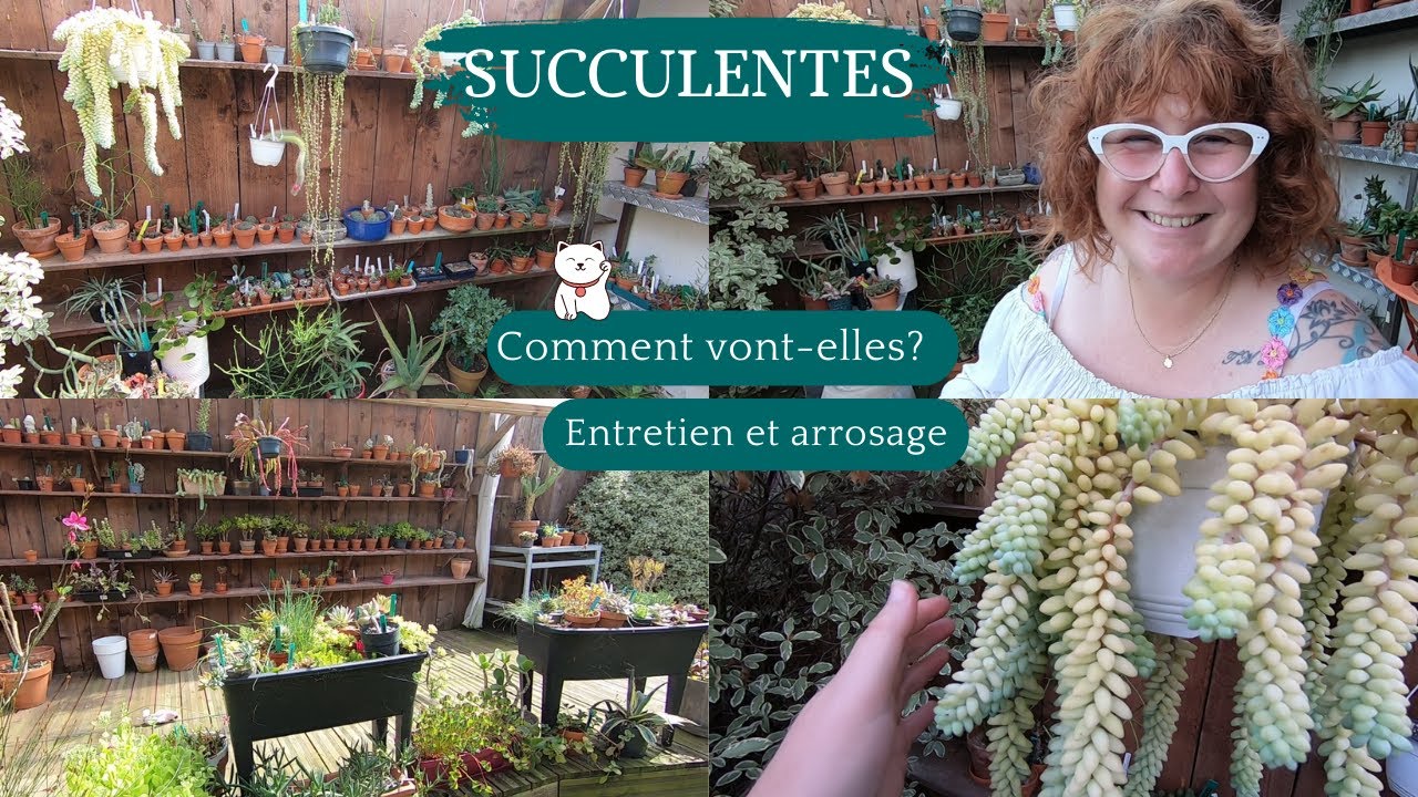 SUCCULENTES 🌵Comment vont-elles | entretien et arrosage | je partage mon expérience🌵