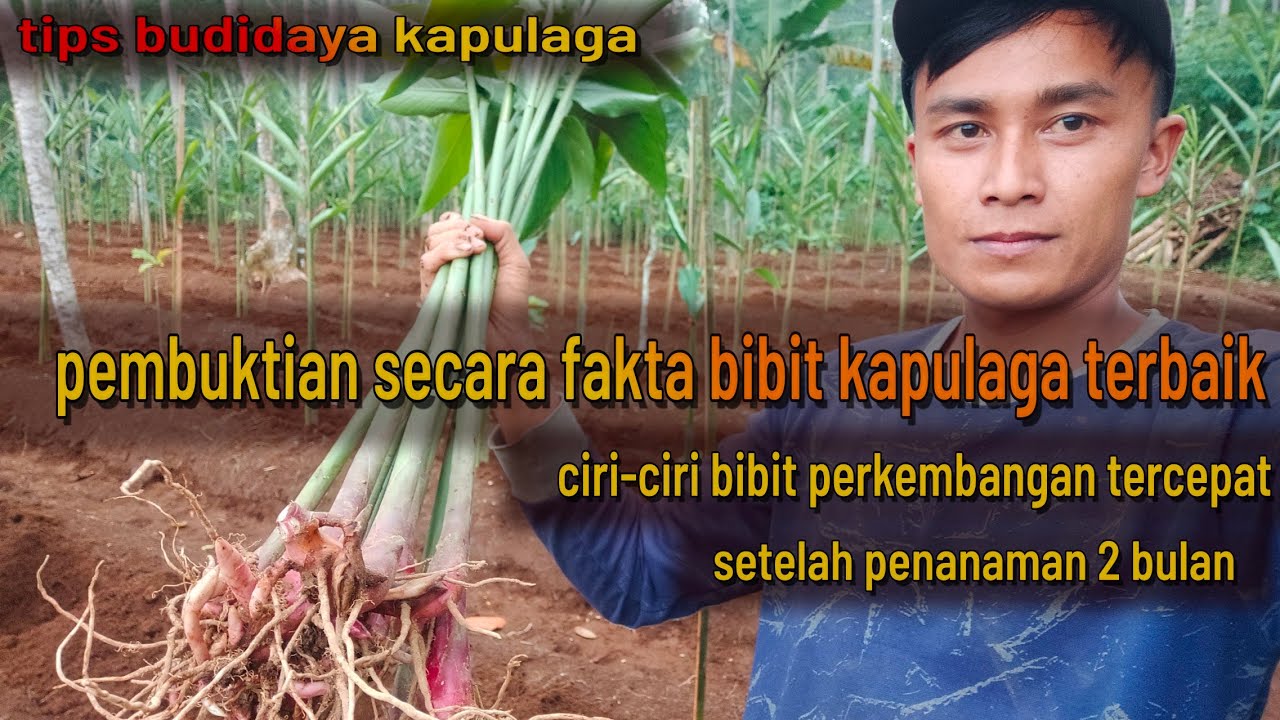 bibit kapulaga yang berhasil tumbuh tunas lebih cepat berdasarkan fakta