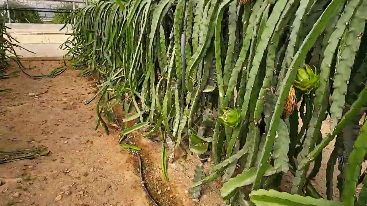 Como se estan comportando las variedades en nuestro cultivo de pitaya.