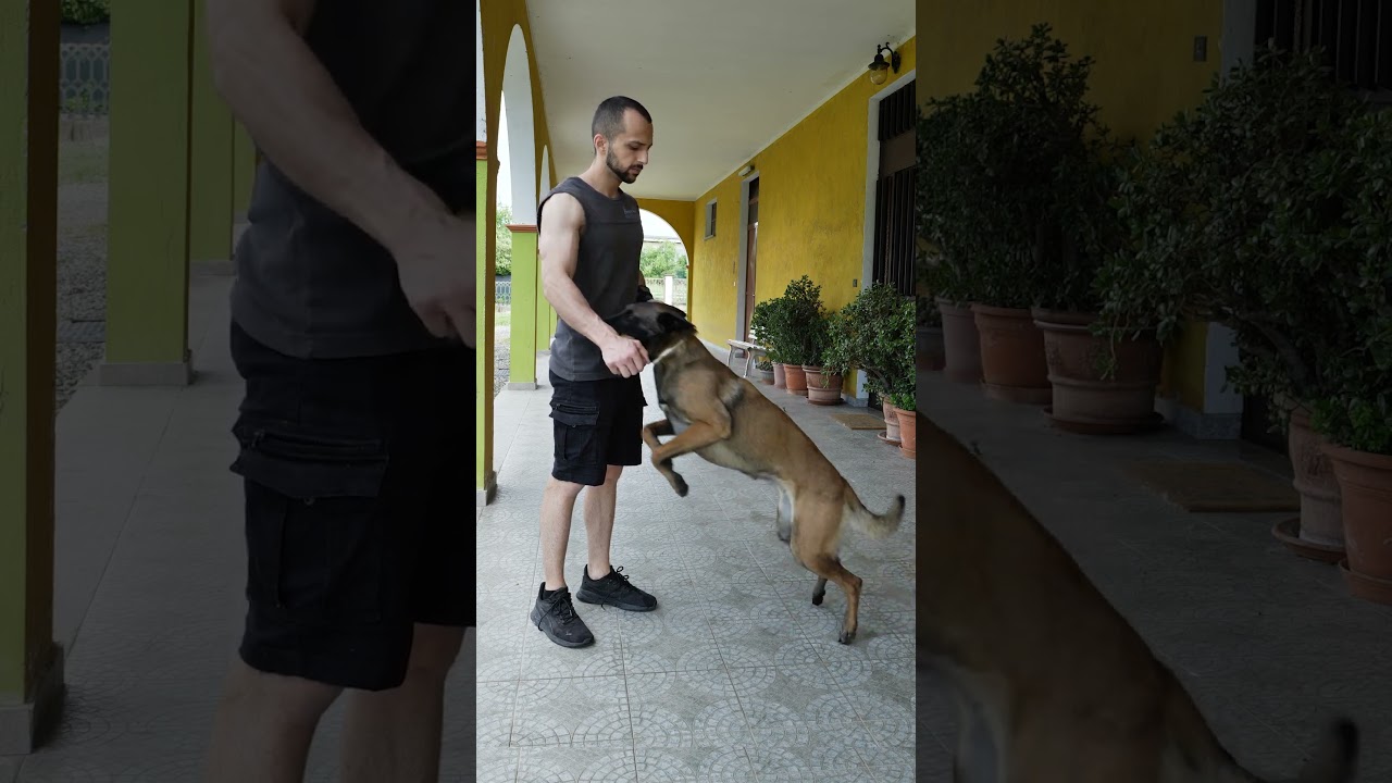 insegna al tuo cane come mordere  #malin #dogtips #dogtraining #igp