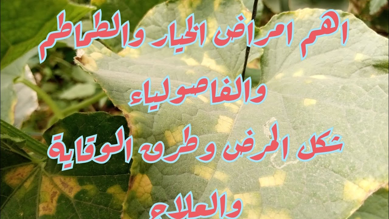 اهم 5 امراض تصيب الخيار والطماطم|الوقاية والعلاج