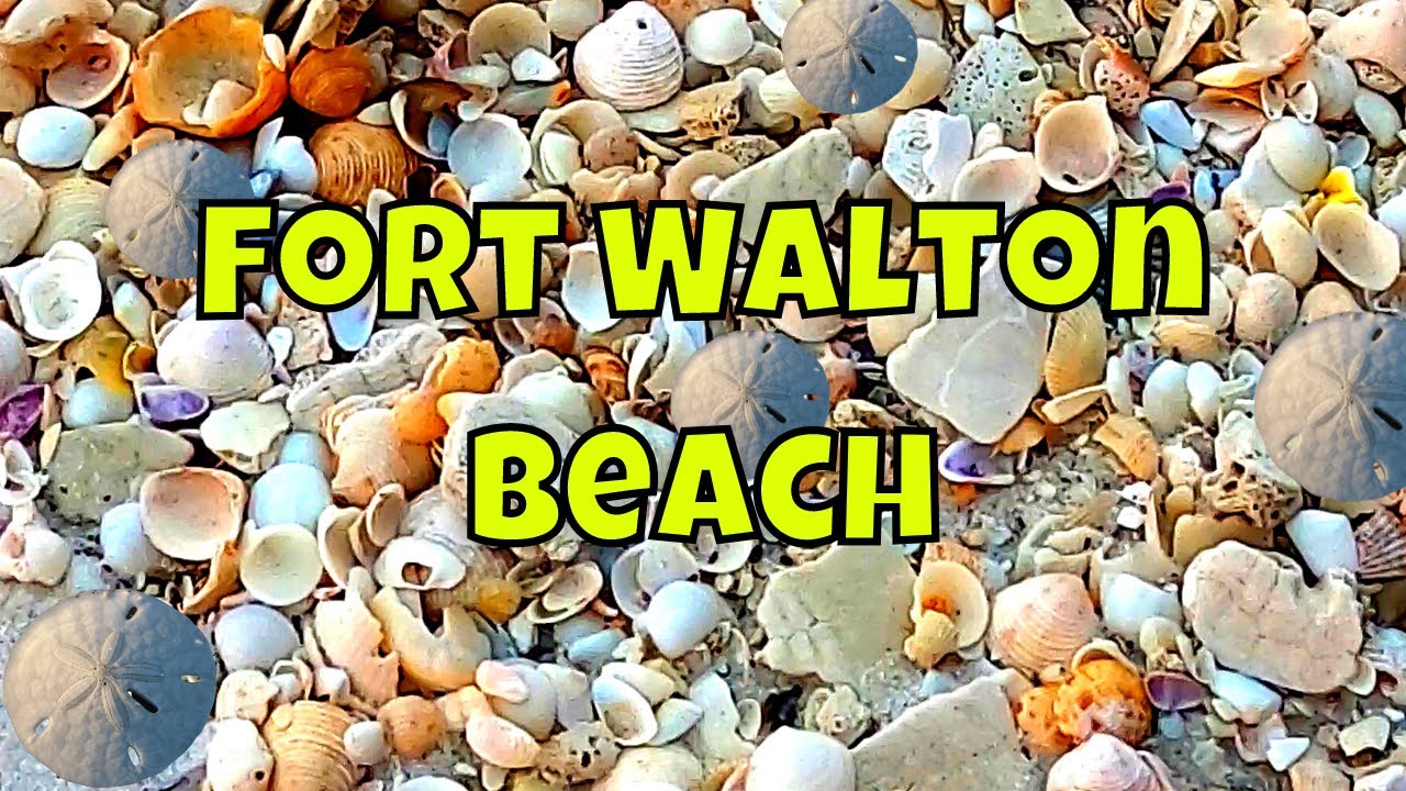 FLORIDA SHELLING | Fort Walton Beach | 🐚