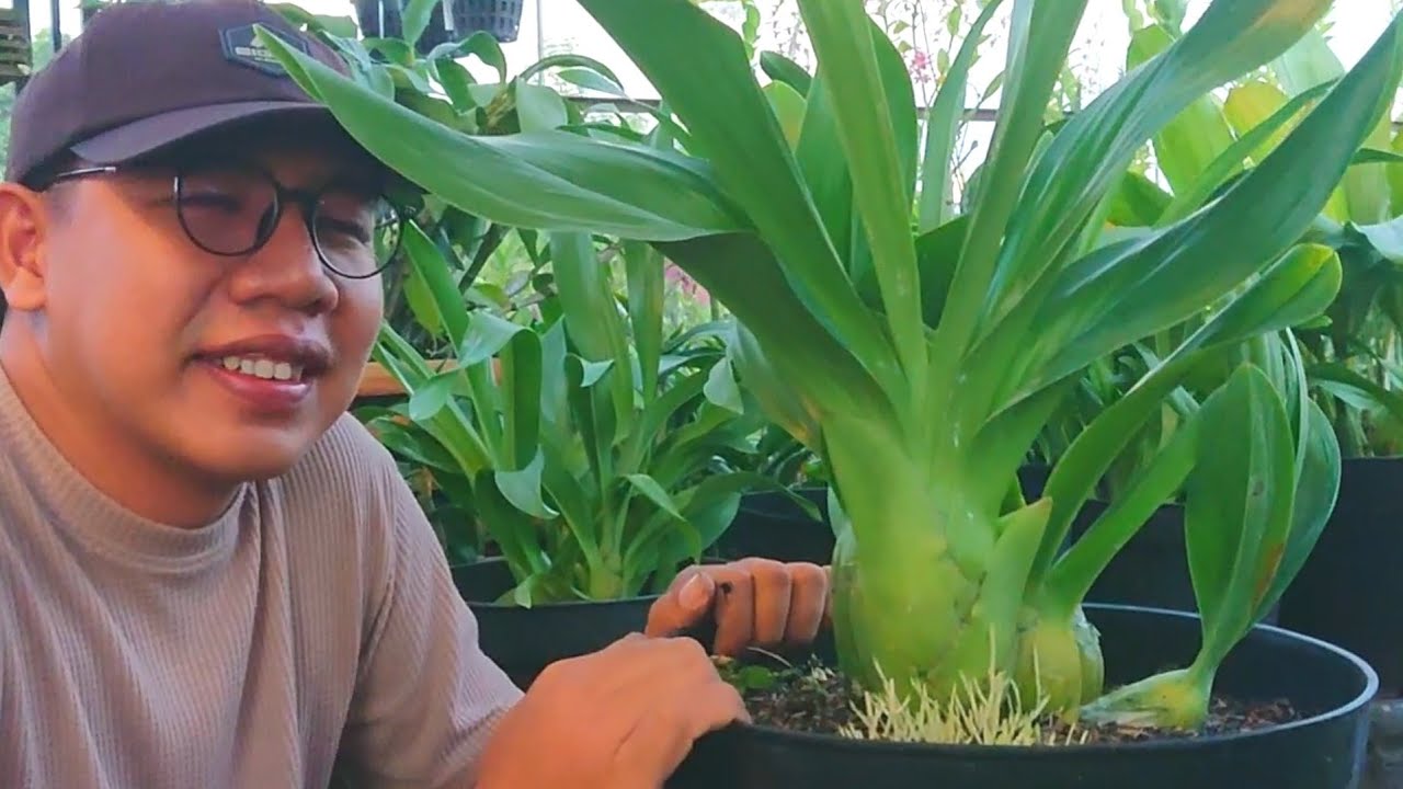 Jujur Media tanam cepat subur untuk Anggrek Grammatophyllum makin mudah perawatan