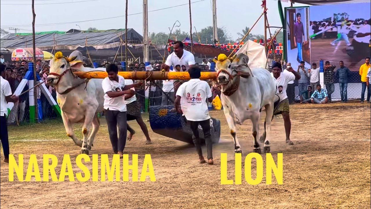 GUDIVADA SENIORS 2nd PLACE WINNERS RK BULLS NARASIMHA and LION, DISTANCE COVERED 2403ft in 25 MINS