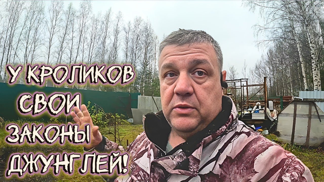 У кроликов свои законы джунглей