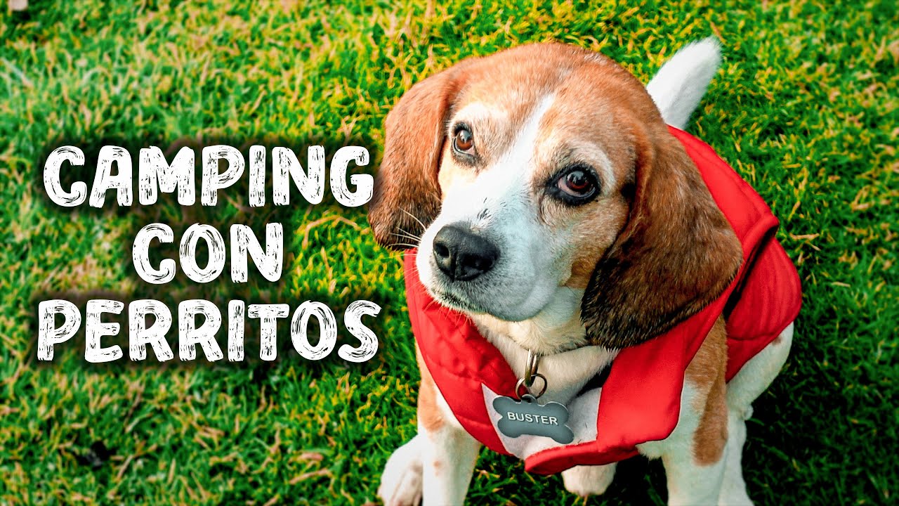 ⛺️ Camping con PERROS 🐶 junto a un VOLC&Aacute;N en COSTA RICA! 🌋
