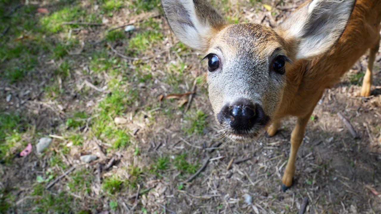 Dentro il CANC, il Centro animali non convenzionali dell'Università di Torino
