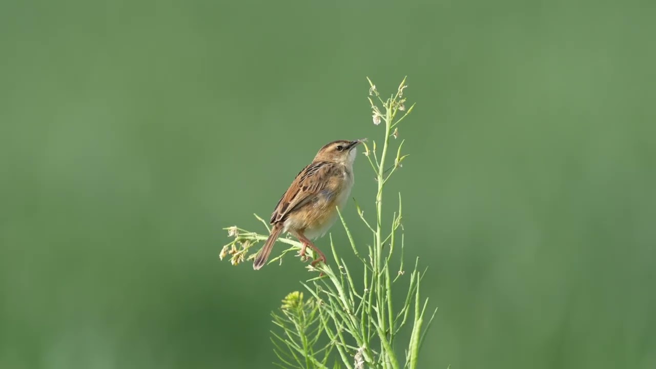 棕扇尾莺 Zitting Cisticola