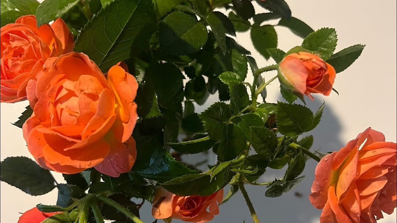 Pruning Roses in the Fall
