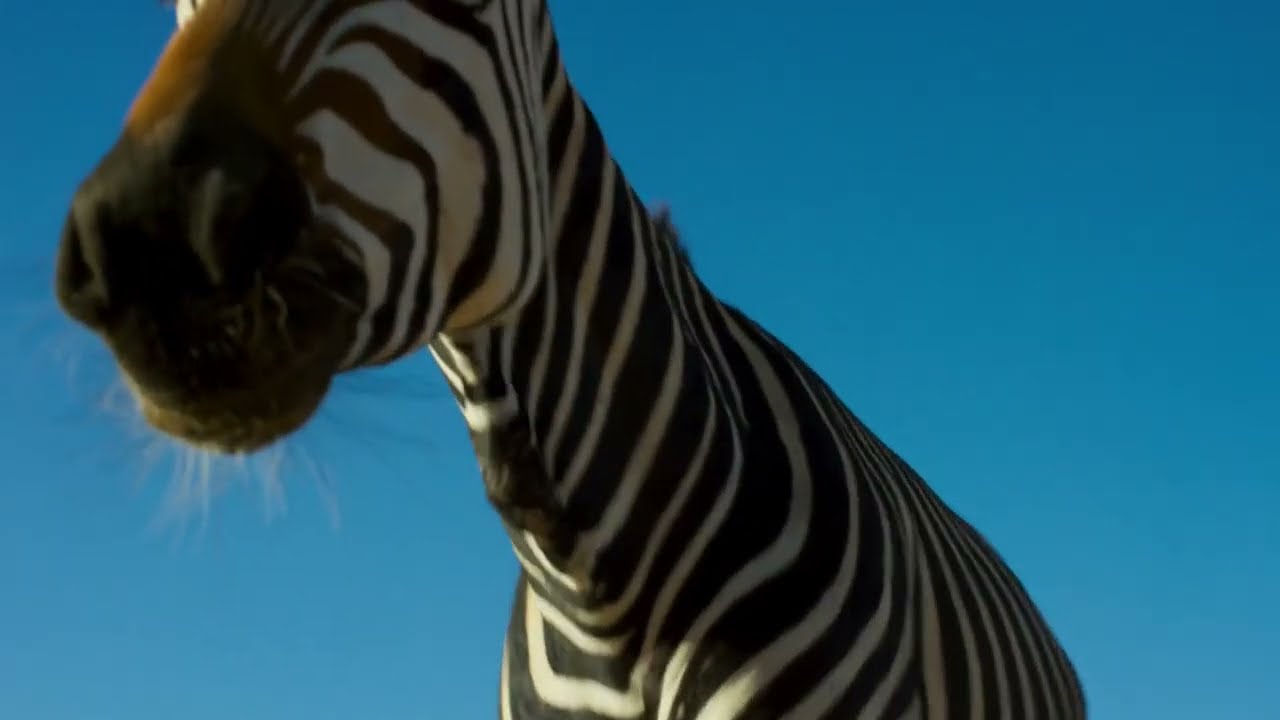 Planet Earth 2 [2016] - Plains Zebra Screen Time