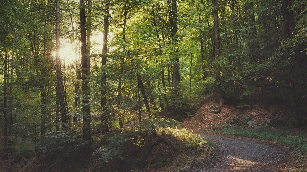 🌳 4K - Relaxing Nature Sounds For Stress Relief, Forest Sounds, Bird Song, ASMR