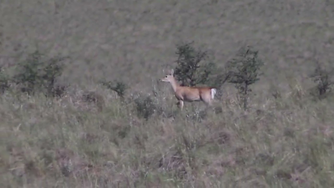 Venado de las pampas (Ozotoceros bezoarticus celer)con su cria
