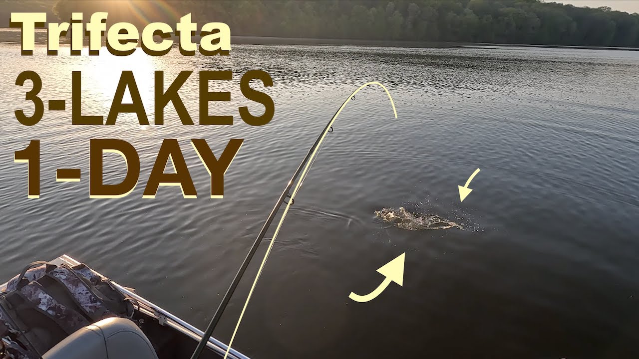 Non-Stop Action! Pyma. Skeeter. Arthur (May)