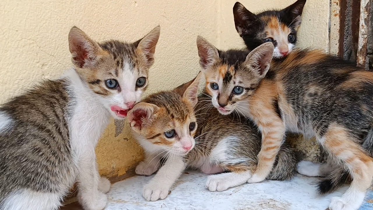 Kittens with gorgeous fur colors enjoying their new box with their mother