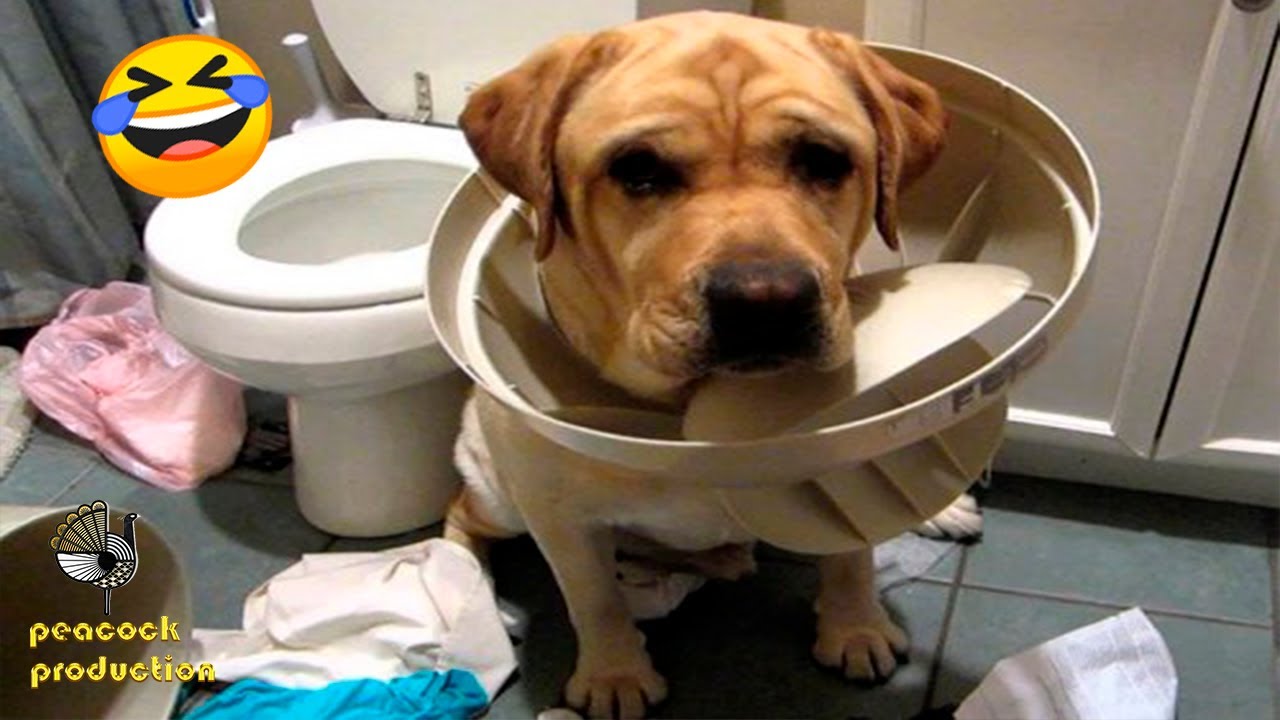 Funniest Dogs And Cats - The Best Animal Сompilation 😂 / PP#12