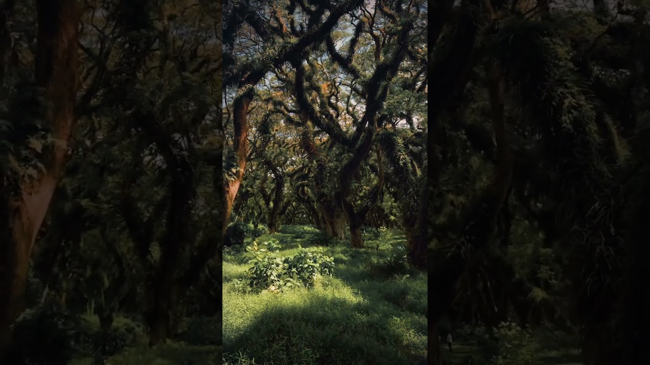 Wandering through the De Djawatan Forest, in East Java, Indonesia 🇮🇩 like share and subscribers ❤️