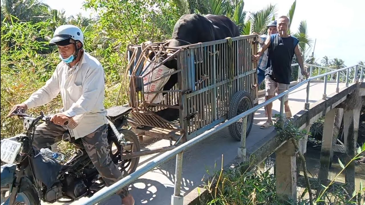 Cảnh ae tiếp xe lôi lòng qua cầu nhỏ thật chua
