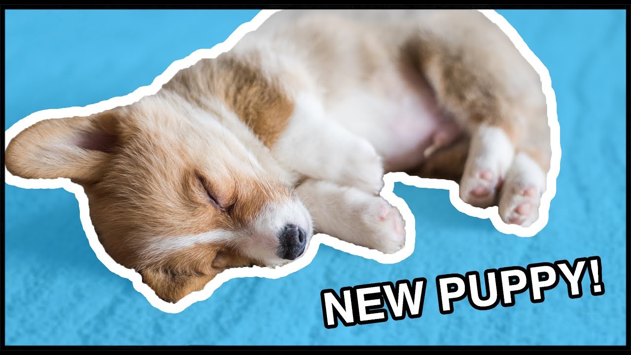 I Got A Corgi Puppy! | Vlog