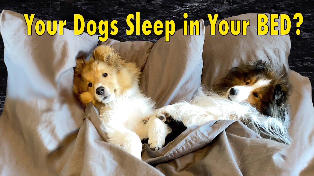 Your Dogs Sleep in Bed with YOU??? 🛌🐶Cricket 