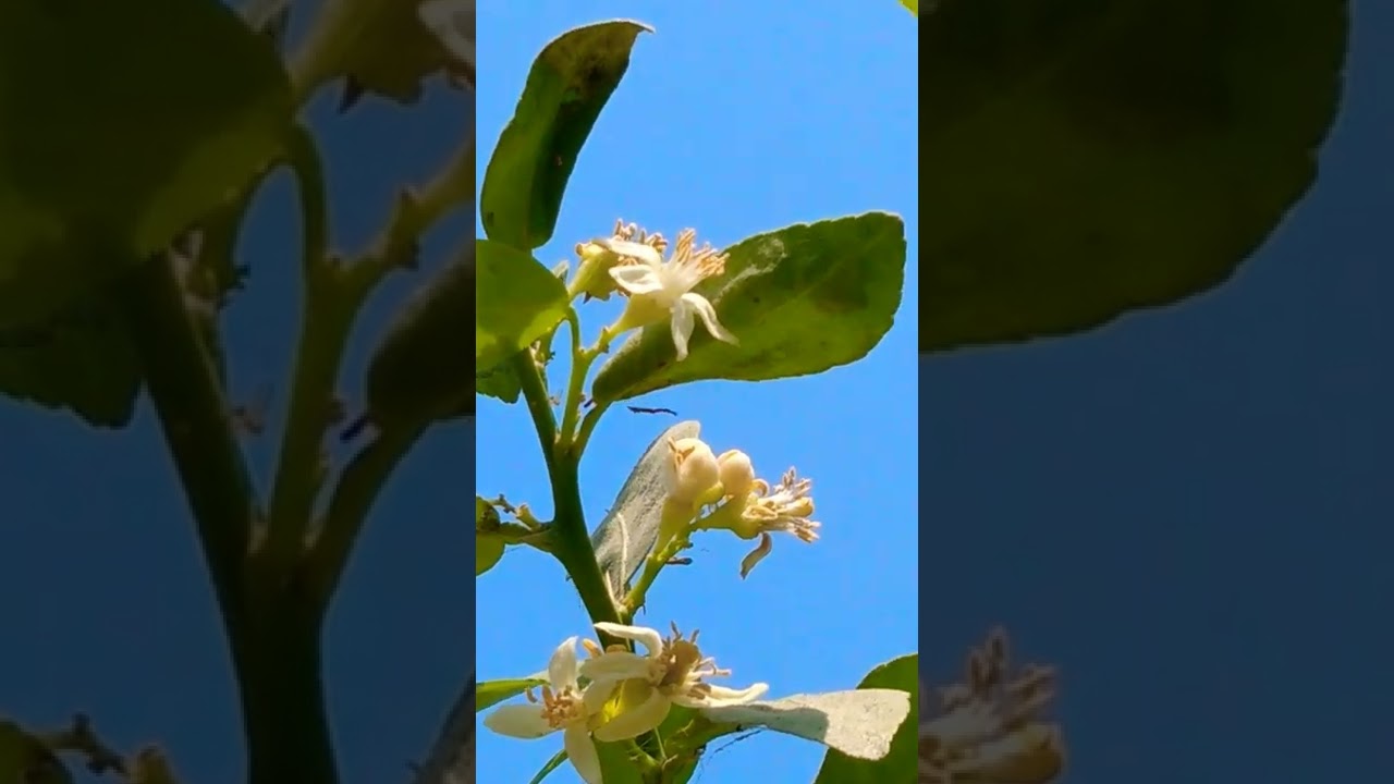 Lemon Plant 