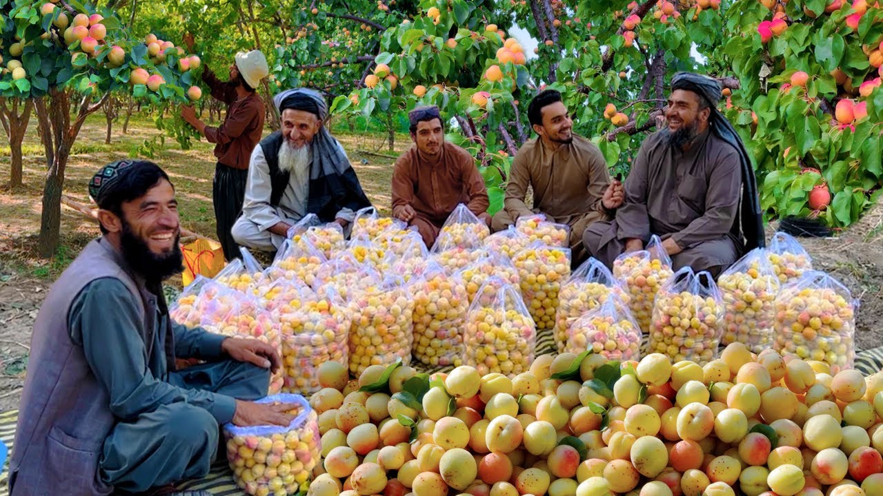 Afghan apricots | Parwan Ghorband | پروان غوربند زردالو