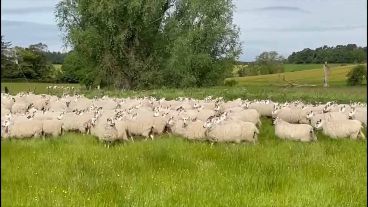 Gimmers