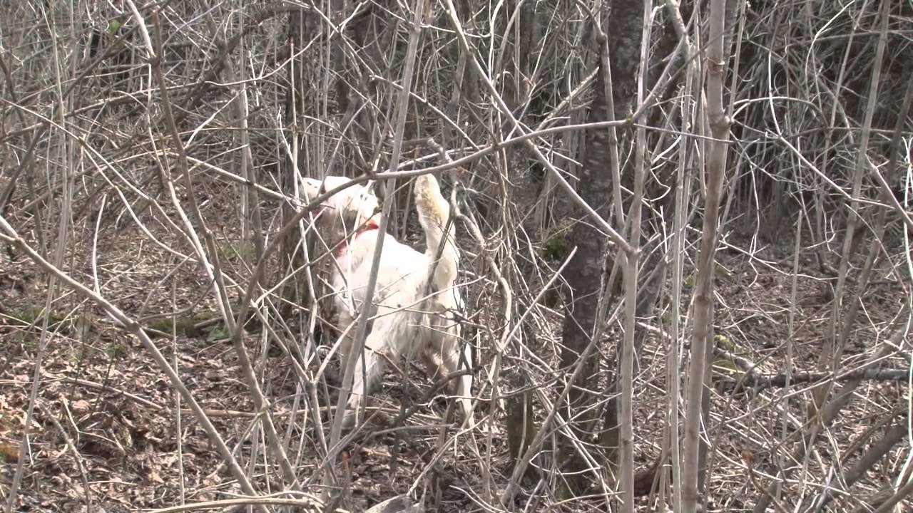 Pointing Dog Field Trial
