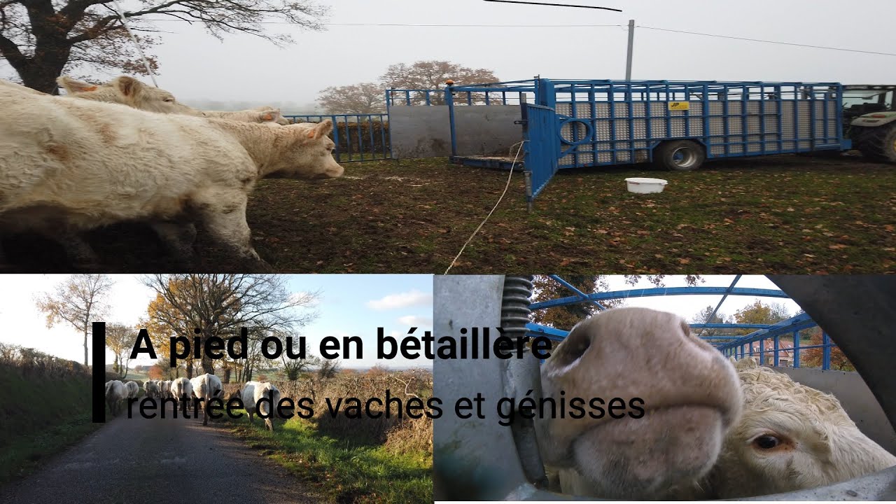 A pied ou en bétaillère, rentrée des vaches et génisses