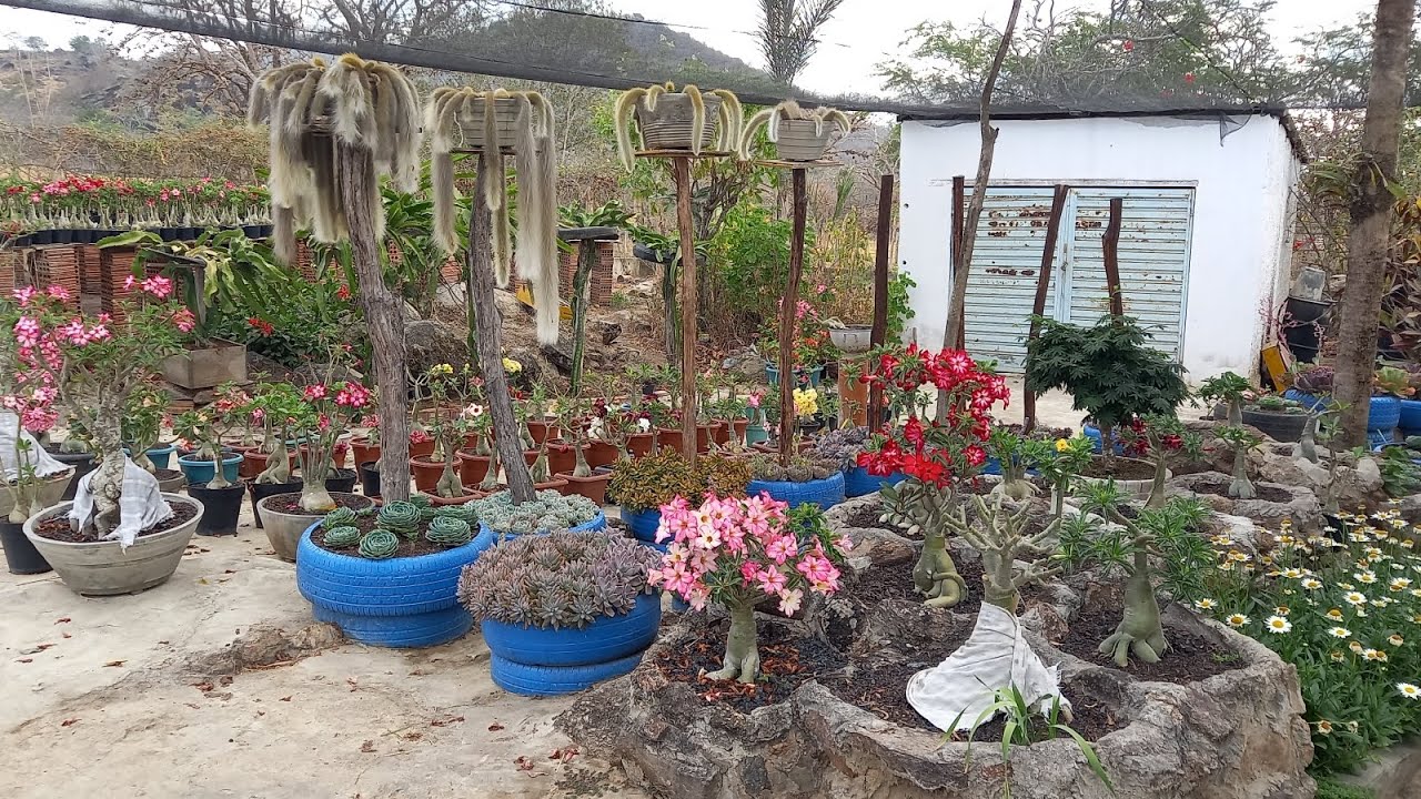 Passeio no jardim mostrando minhas rosas do deserto floridas