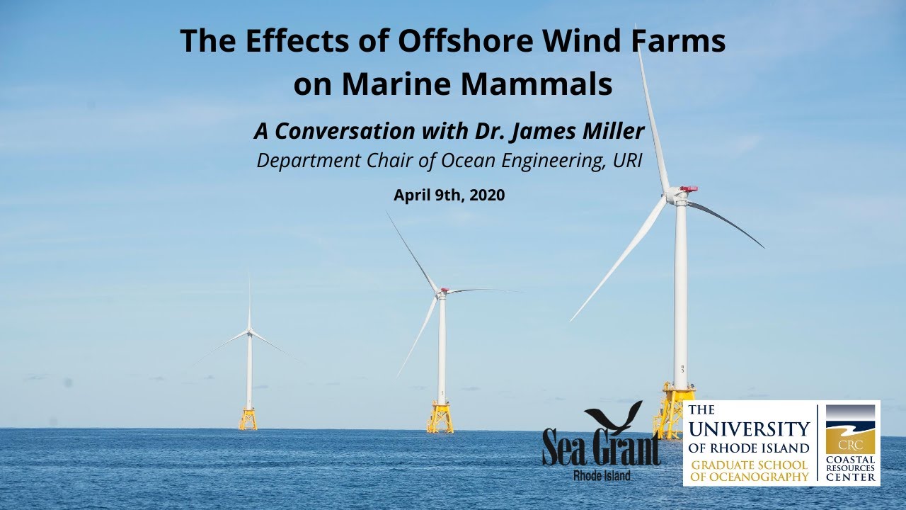 Ask the Experts: The Effects of Offshore Wind on Marine Mammals