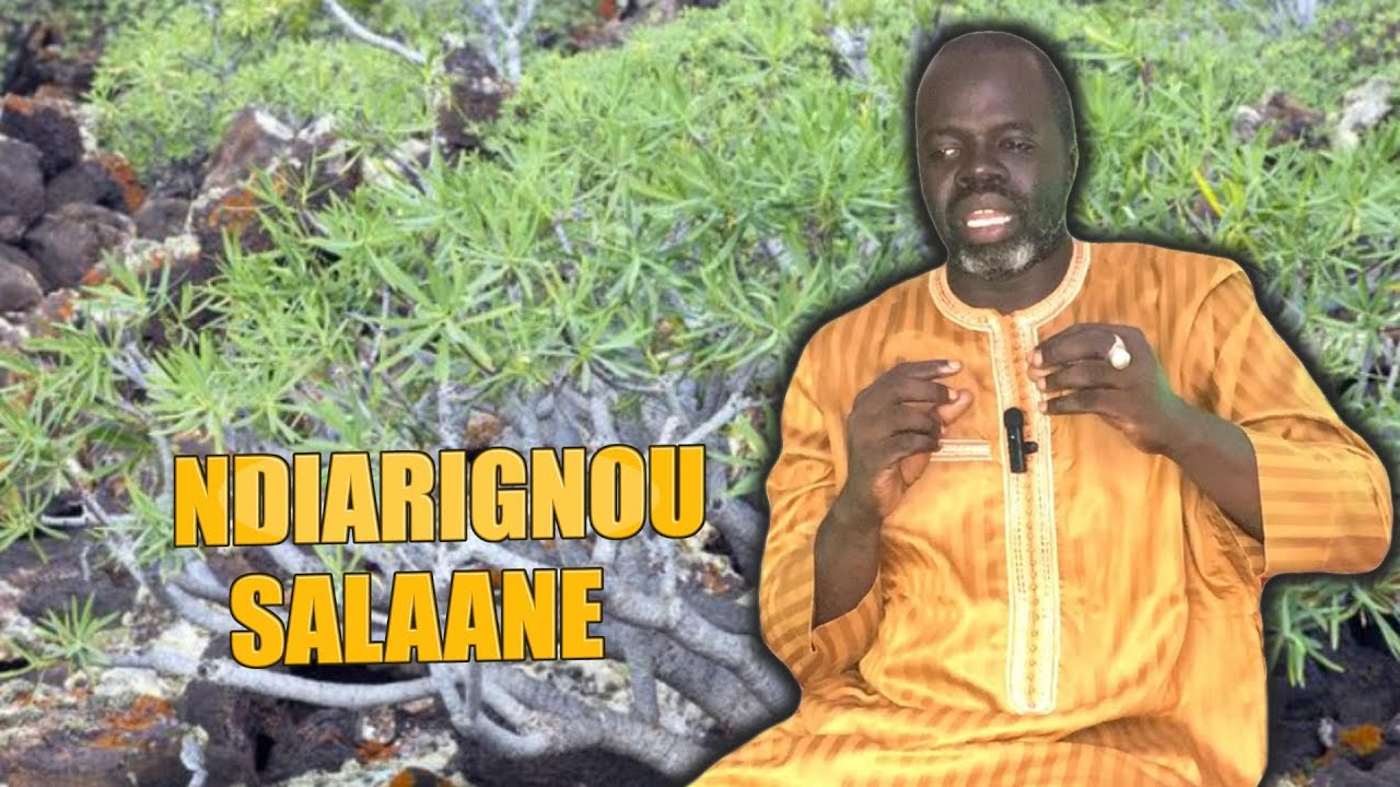 Salaane ( Euphorbia Balsamifera ) Pr Ousmane Ndiaye - SAMA XALAAT TV