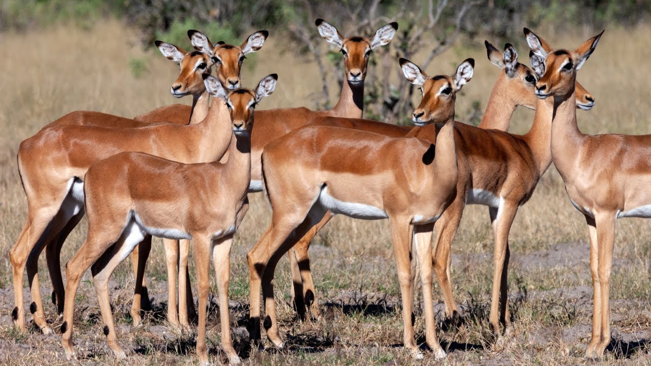 Wild Antelopes: An Unforgettable Adventure in 4K