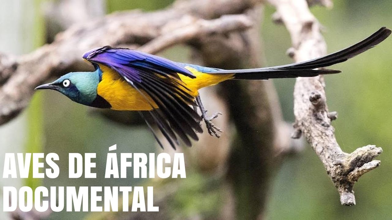 Aves De &Aacute;frica - Documental