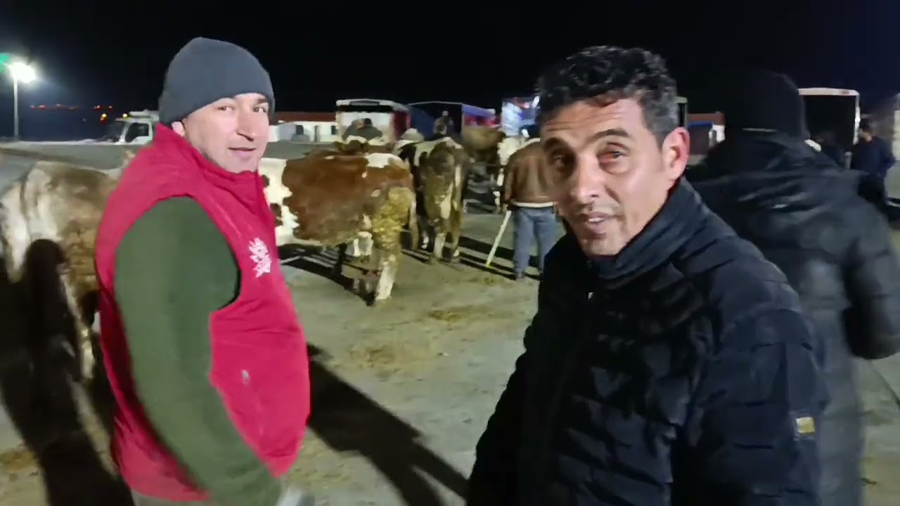 ŞARKIŞLA CANLI HAYVAN PAZARI 21Şubat 2026 .!!! SİVAS Piyasa bizden sorulur 