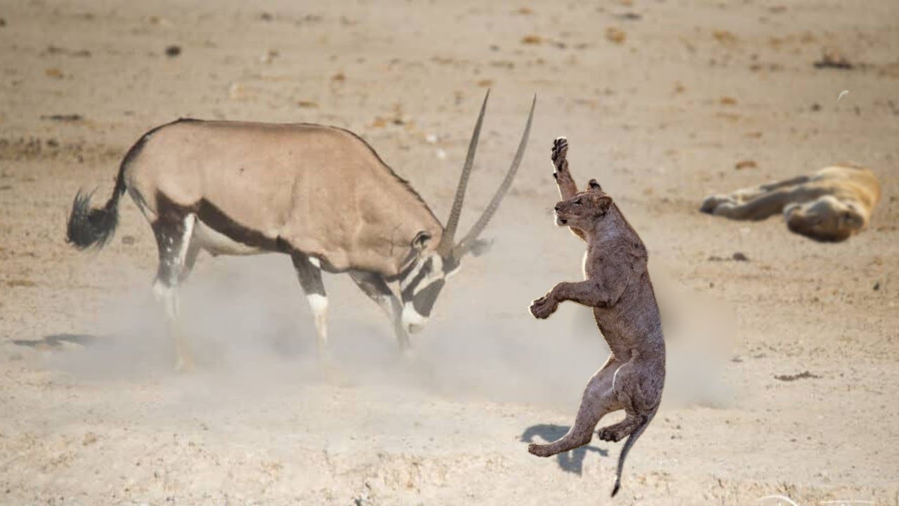 GEMSBOK - L'antilope que les prédateurs réfléchissent à deux fois avant de tendre une embuscade!