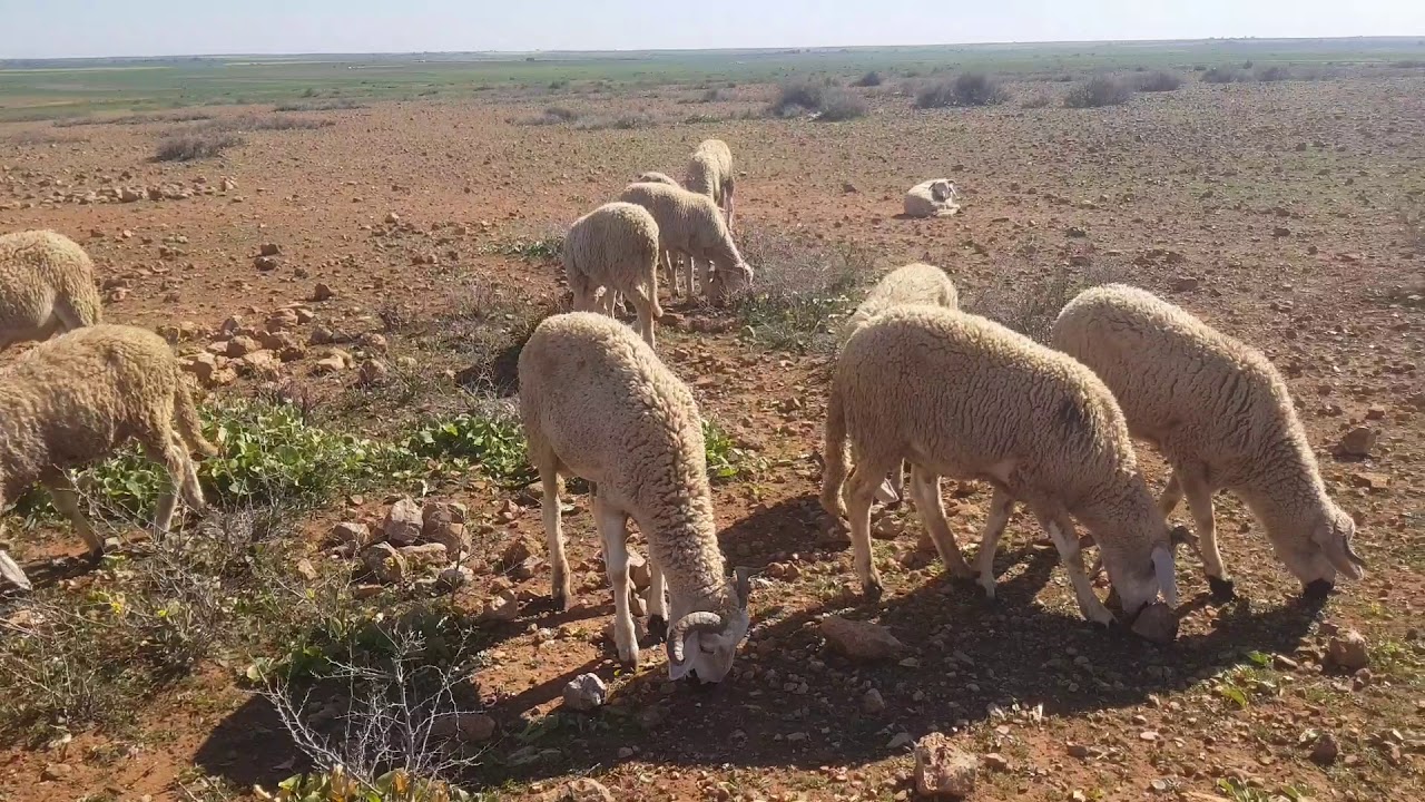 شاهد اين يتم رعي الحولي الصردي في الارض قاحلة