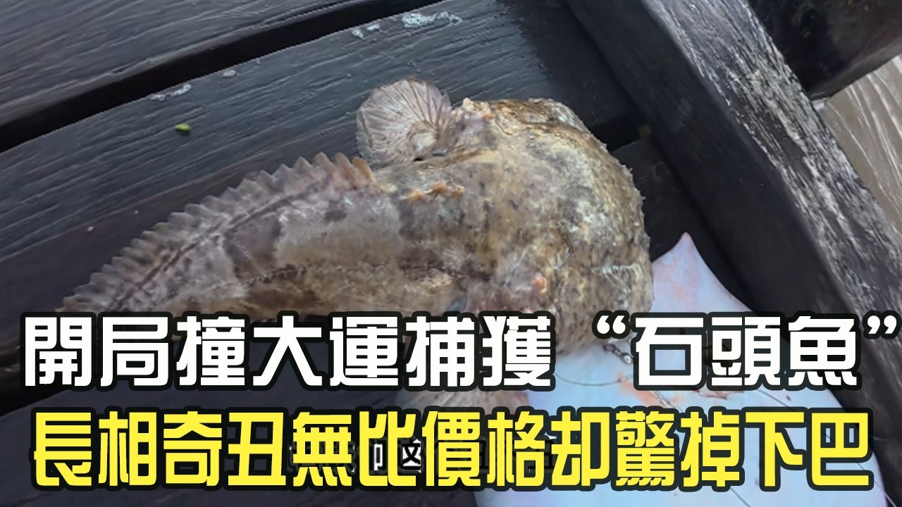 開局撞大運捕獲“石頭魚”，長相奇醜無比價格卻驚掉下巴 #阿牛愛捕魚#蘇裏南 #趕海 #捕魚 #網魚