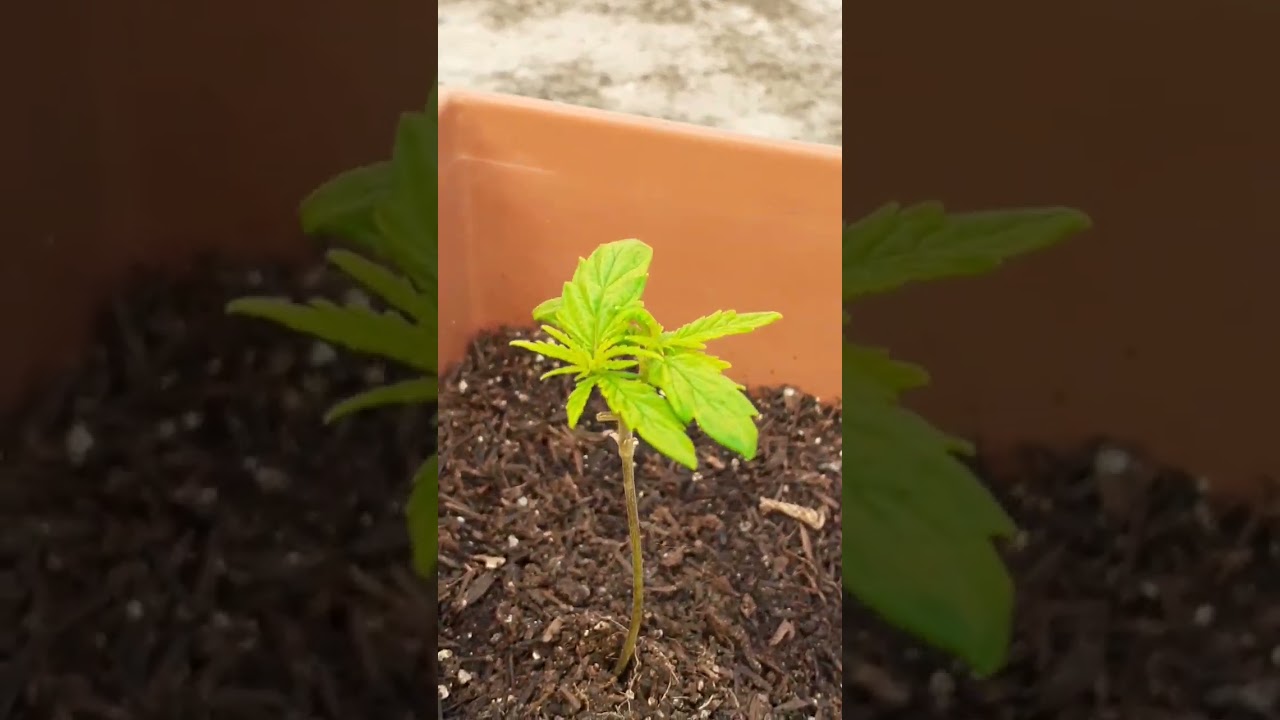 two weeks #growerbr #grower #preenseed #organico #cultlove