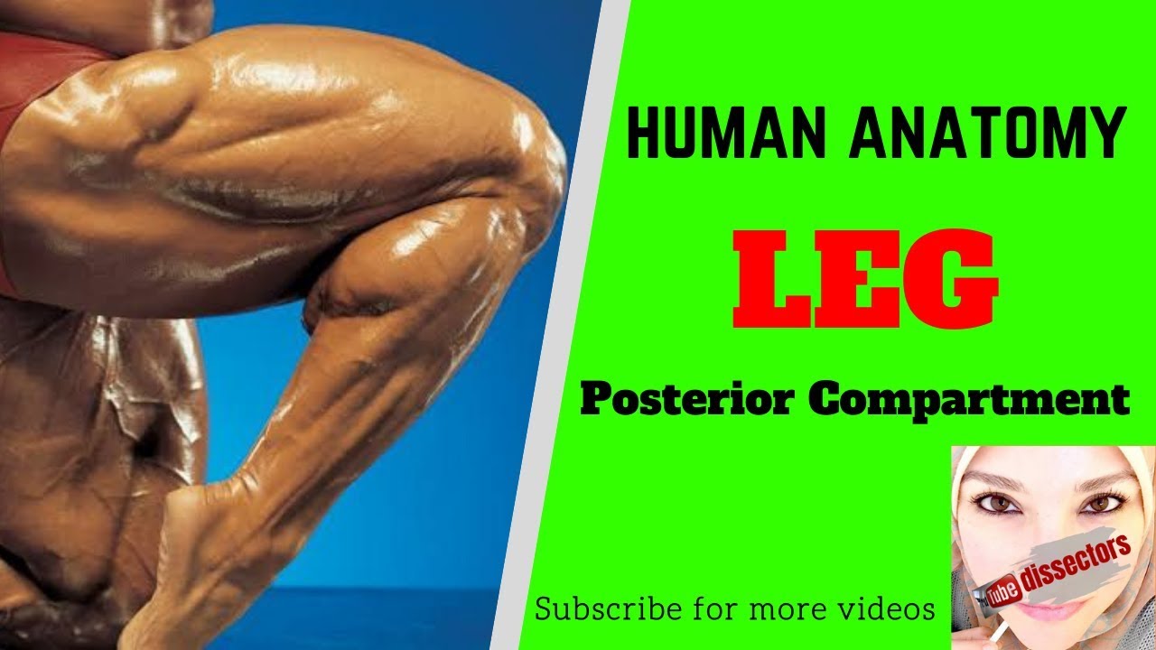 Human anatomy - The Lower Limb - Leg - posterior compartment