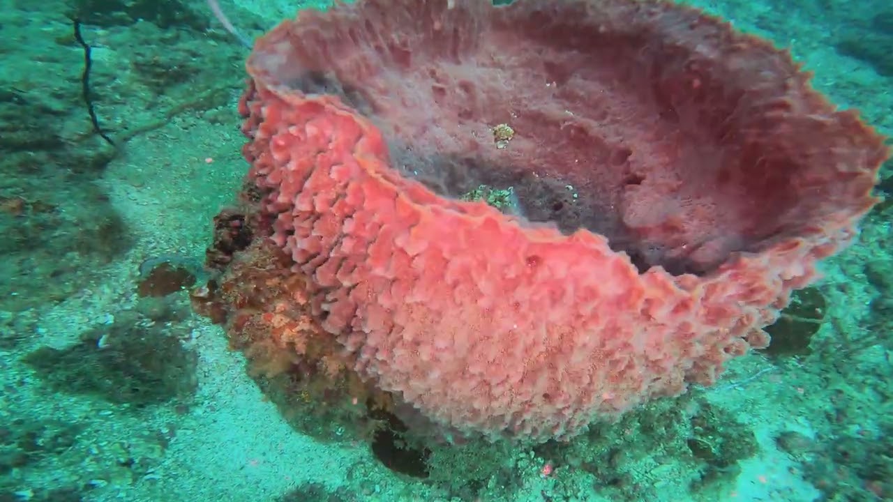 Exploring the Most Beautiful Underwater World – Scuba Diving Adventure!